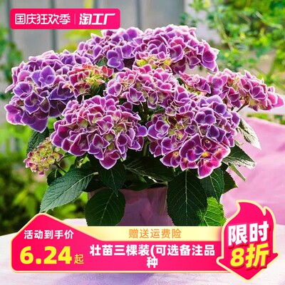 網(wǎng)購(gòu)花卉，一觸即達(dá) 探索綠意盎然的消費(fèi)新潮流