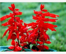 宿根花卉產(chǎn)品銷售 廠家直供、優(yōu)質(zhì)優(yōu)價(jià)與市場(chǎng)前景解析